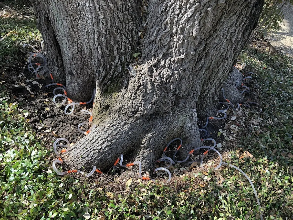 Detailed Tree Cabling and Bracing job site in Morganton