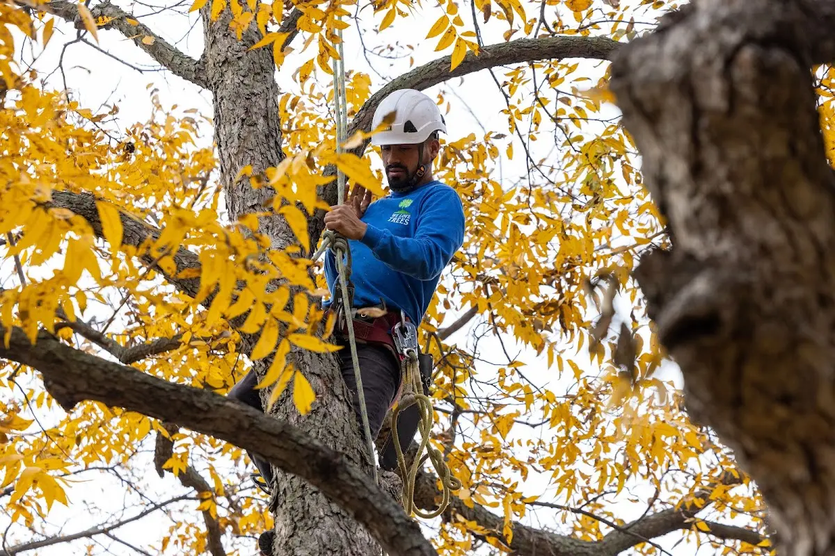 Skilled Tree Planting crew working in Morganton